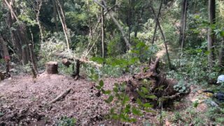 強風や大雨などの影響により木が倒れることで、森は世代交代をしています🌲🌳🌲