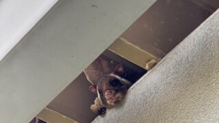 4/23 山の作業小屋の軒先にはムササビが棲みついています！ムササビは時々ぼーっと外を見ています😊